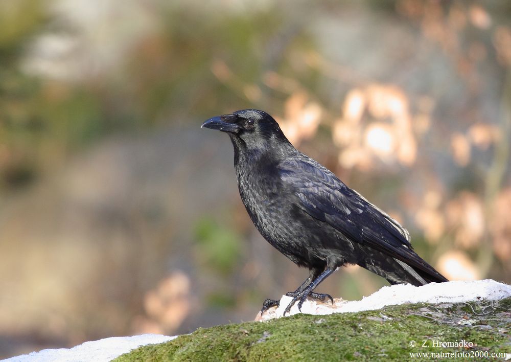 vrána černá, Corvus corone (Ptáci, Aves)